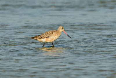 Oso Bay Corpus Christi 8-15-14 0064-5.JPG