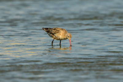 Oso Bay Corpus Christi 8-15-14 0109-10.JPG