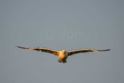 NH Coast 8-10-14 1107-272.JPG