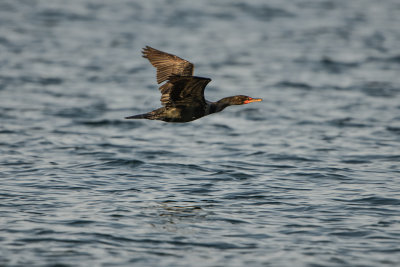 NH Coast 8-10-14 1174-282.JPG