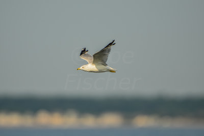 NH Coast 8-10-14 1217-287.JPG