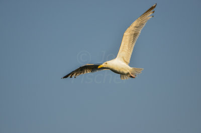 NH Coast 8-10-14 1200-284.JPG