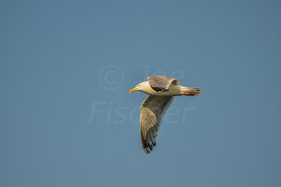NH Coast 8-10-14 1207-285.JPG