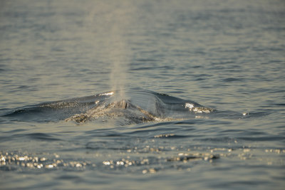 NH Coast 8-10-14 1241-288.JPG
