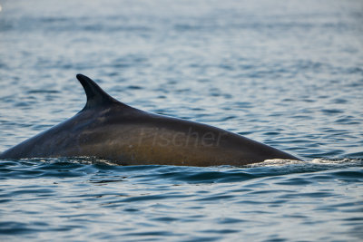 Fin Whale