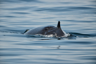 NH Coast 8-10-14 1297-295.JPG