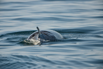 NH Coast 8-10-14 1305-296.JPG
