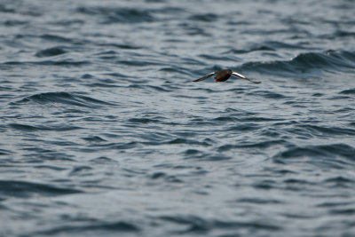 NH Coast 8-10-14 1396-303.JPG