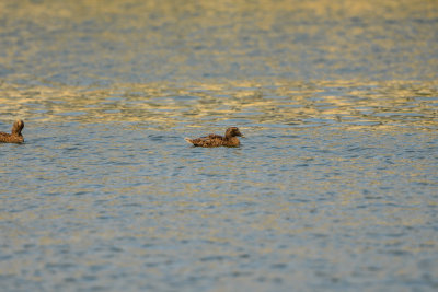 NH Coast 8-10-14 1406-305.JPG