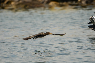 NH Coast 8-10-14 1421-307.JPG