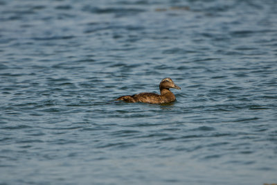 NH Coast 8-12-14 2232-409.JPG
