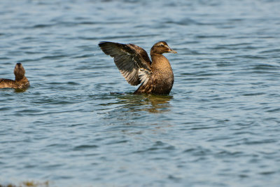 NH Coast 8-12-14 2242-410.JPG