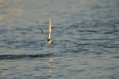 NH Coast 8-11-14 1606-341.JPG