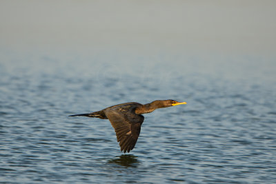 NH Coast 8-11-14 1714-357.JPG