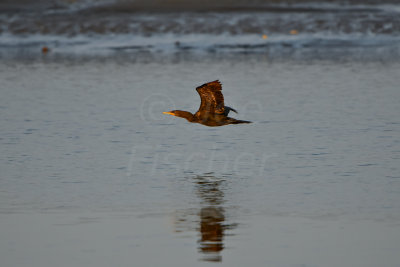 NH Coast 8-12-14 2127-395.JPG