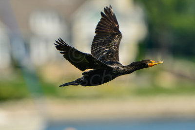 NH Coast 8-12-14 2259-412.JPG