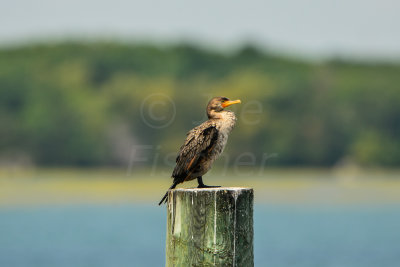 NH Coast 8-12-14 2262-413.JPG