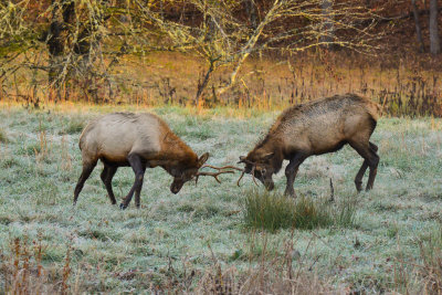 Great Smokey Mtns NP 10-27-14 0320-78.JPG