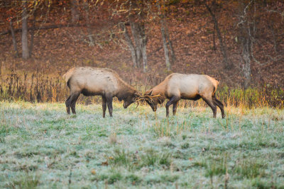 Great Smokey Mtns NP 10-27-14 0352-82.JPG