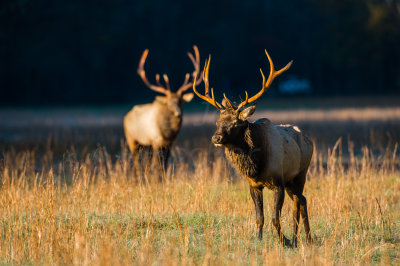 Great Smokey Mtns NP 10-27-14 0398-97.JPG