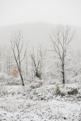 Great Smokey Mtns NP 11-1-14 1261-462.JPG