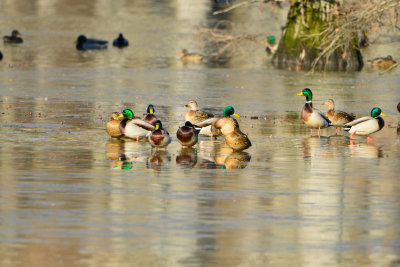 Horseshoe Lake CA 12-27-13 1746.JPG