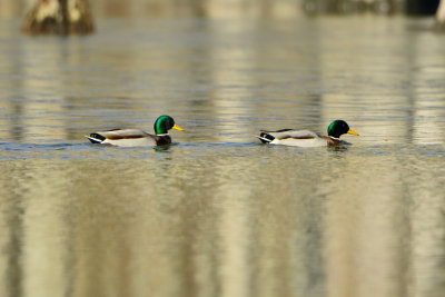 Horseshoe Lake CA 12-27-13 1800.JPG