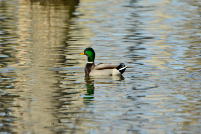 Horseshoe Lake CA 12-27-13 1880.JPG