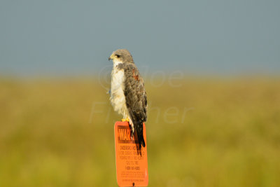 Attwater NWR 9-30-14 0026-26.JPG