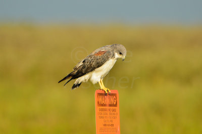 Attwater NWR 9-30-14 0032-25.JPG