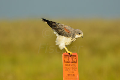 Attwater NWR 9-30-14 0045-24.JPG