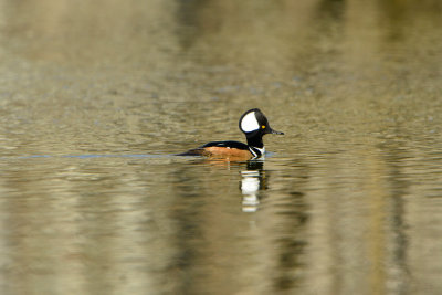 Horseshoe Lake CA 12-27-13 1833.JPG