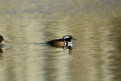 Horseshoe Lake CA 12-27-13 1856.JPG