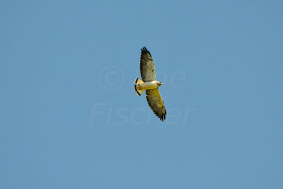 San Bernard NWR 10-4-14 0259-7.JPG