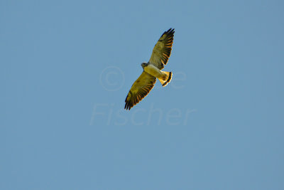 San Bernard NWR 10-4-14 0264-6.JPG