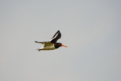 Netherlands 6-21-14 0928-201.JPG
