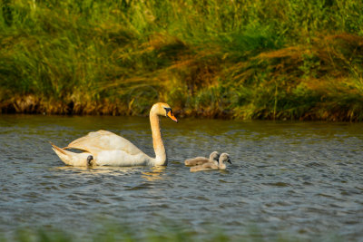 Netherlands 6-22-14 1447-306.JPG