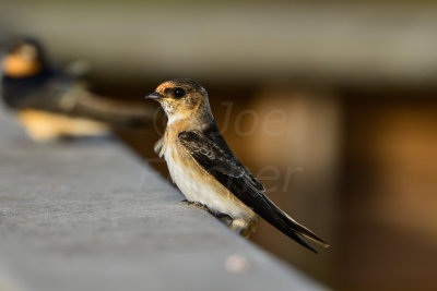 Brazoria NWR 6-29-14 2144-4.JPG