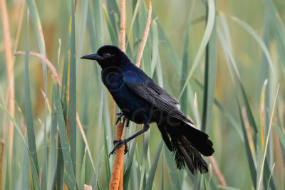 Brazoria NWR 6-29-14 2123-1.JPG