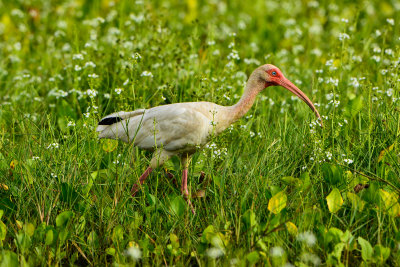 Brazoria NWR 6-29-14 2166-8.JPG