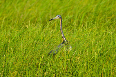 Brazoria NWR 6-29-14 2173-9.JPG