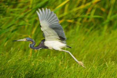 Brazoria NWR 6-29-14 2183-12.JPG