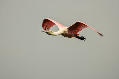 Brazoria NWR 6-29-14 2236-14.JPG