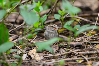 Bentsen SP 7-11-14 0367-45.JPG