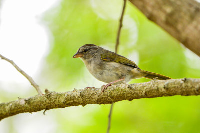 Bentsen SP 7-11-14 0385-49.JPG