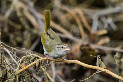 Bentsen SP 7-11-14 0423-56.JPG