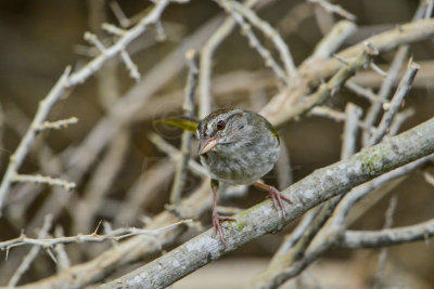 Bentsen SP 7-11-14 0426-57.JPG