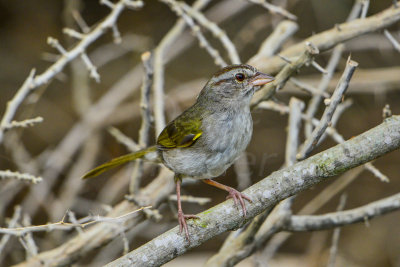 Bentsen SP 7-11-14 0429-58.JPG