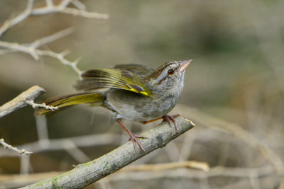 Bentsen SP 7-11-14 0450-61.JPG