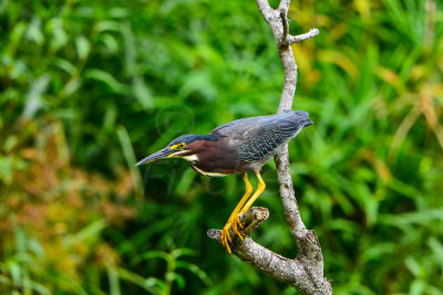 Estero Llano SP 7-11-14 0615-90.JPG